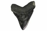 Fossil Megalodon Tooth - South Carolina #135931-1